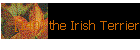 [140] the Irish Terrier