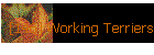 [146] Working Terriers