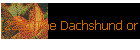 [225] The Dachshund or Teckel