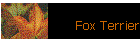 Fox Terrier